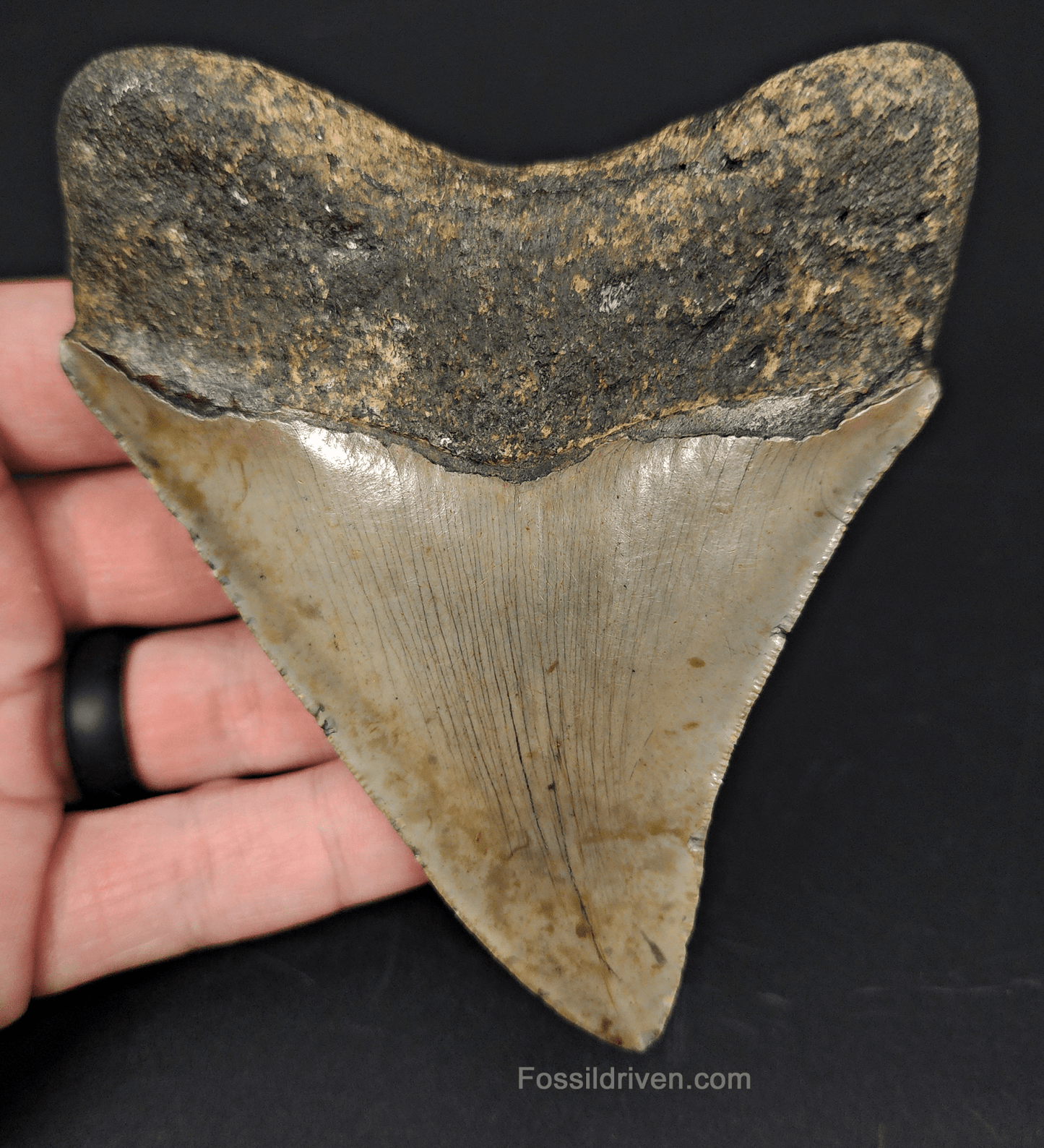 Authentic, 4.37" Fossil Megalodon Tooth - Meg Ledge - Fossil Driven