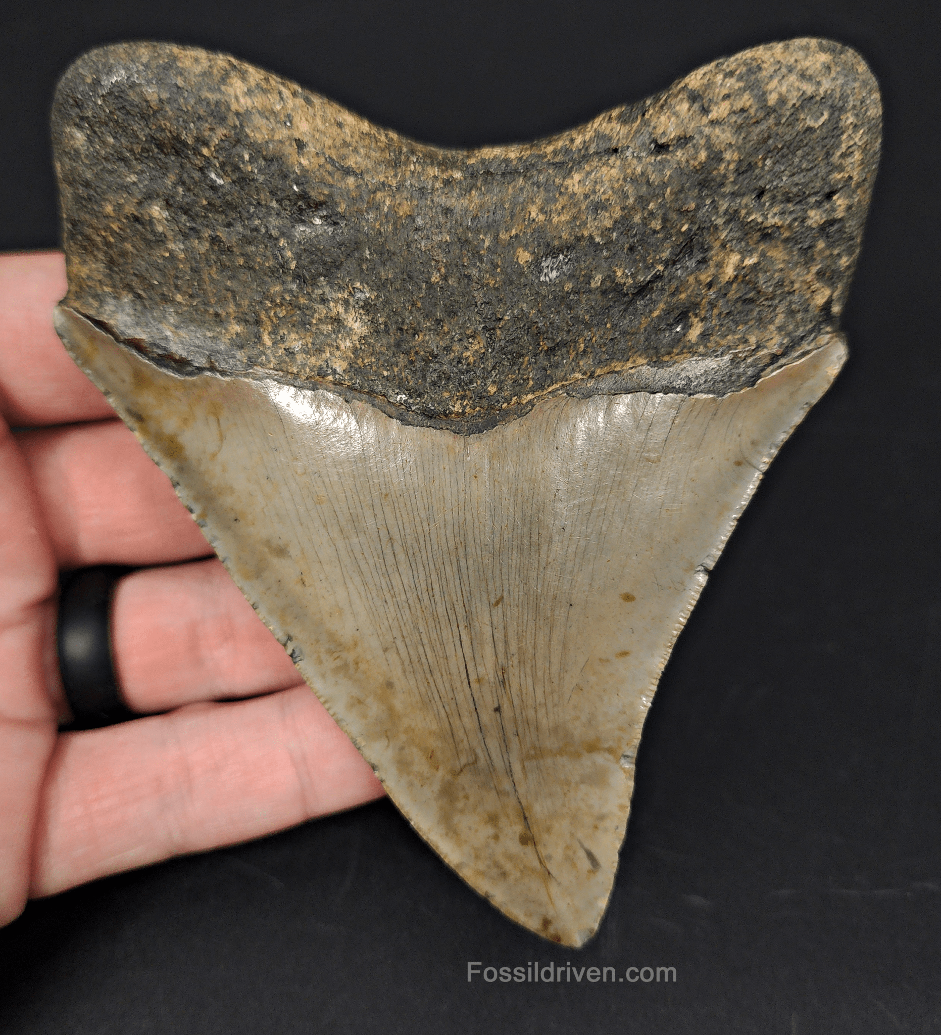Authentic, 4.37" Fossil Megalodon Tooth - Meg Ledge - Fossil Driven