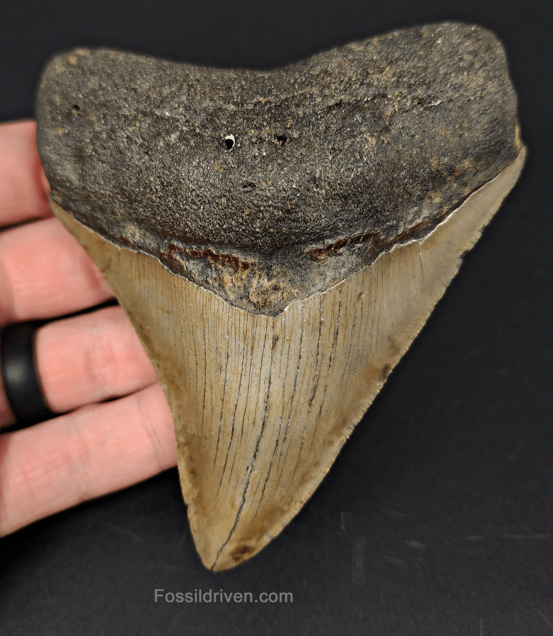Authentic, 4.37" Fossil Megalodon Tooth - Meg Ledge - Fossil Driven