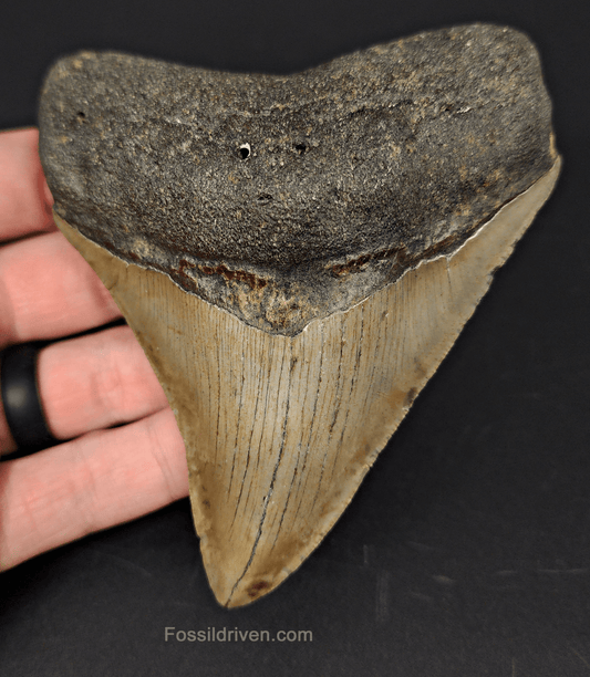 Authentic, 4.37" Fossil Megalodon Tooth - Meg Ledge - Fossil Driven
