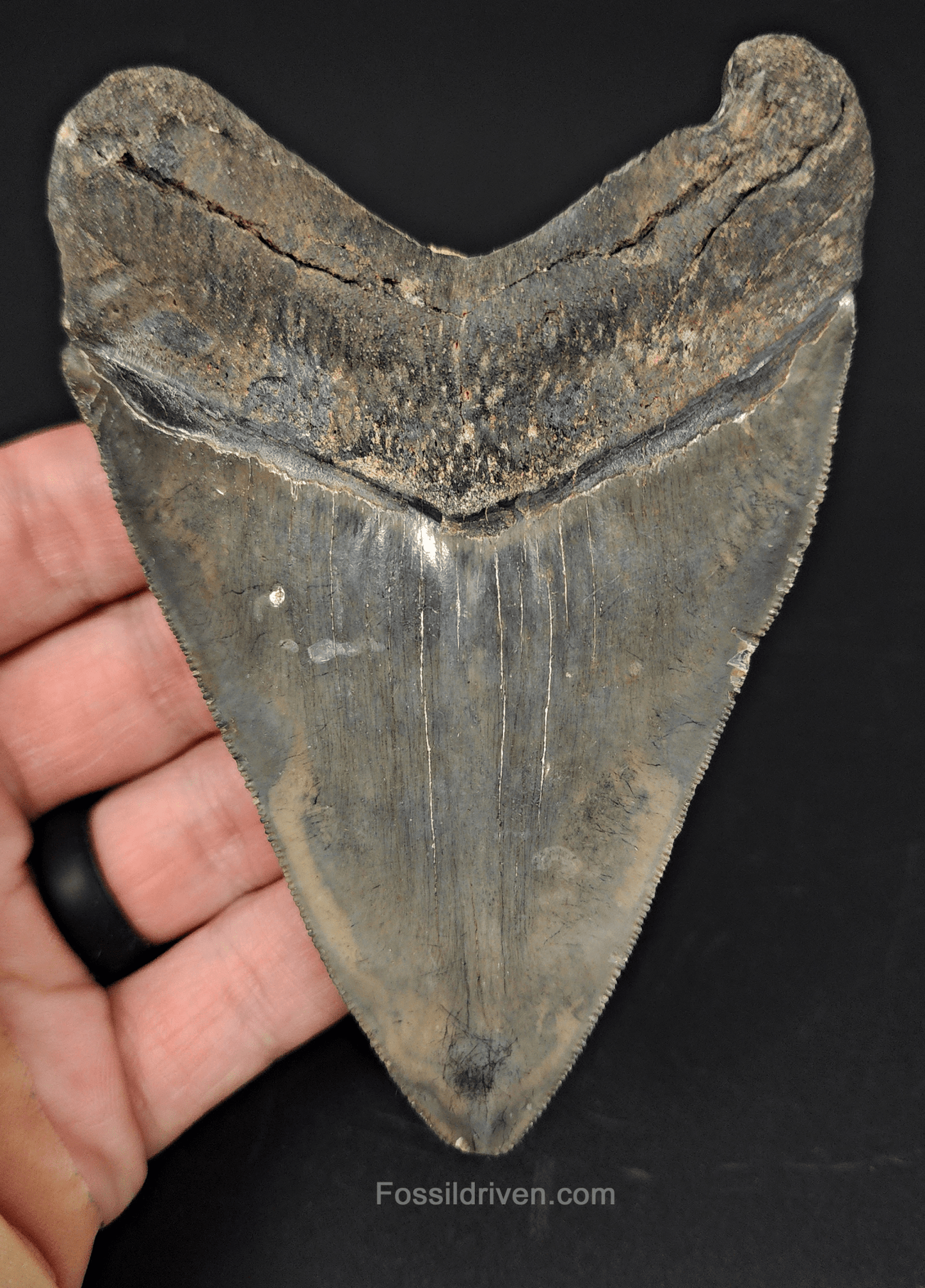 Authentic, 4.37" Fossil Megalodon Tooth - Venice, Florida - Fossil Driven