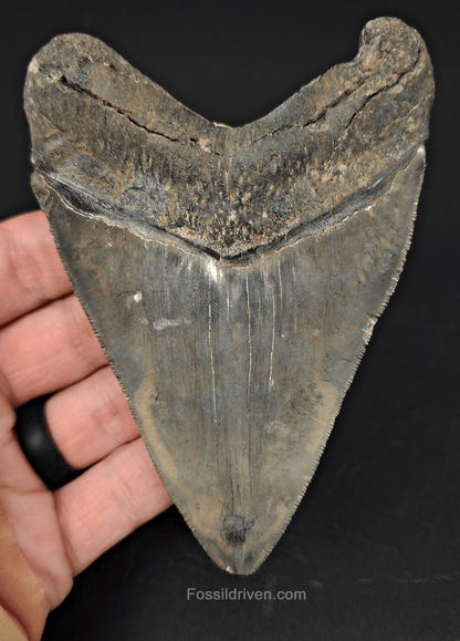 Authentic, 4.37" Fossil Megalodon Tooth - Venice, Florida - Fossil Driven