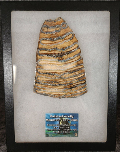 Authentic, 4.41" Polished Mammoth Tooth Slice - Siberia - Fossil Driven