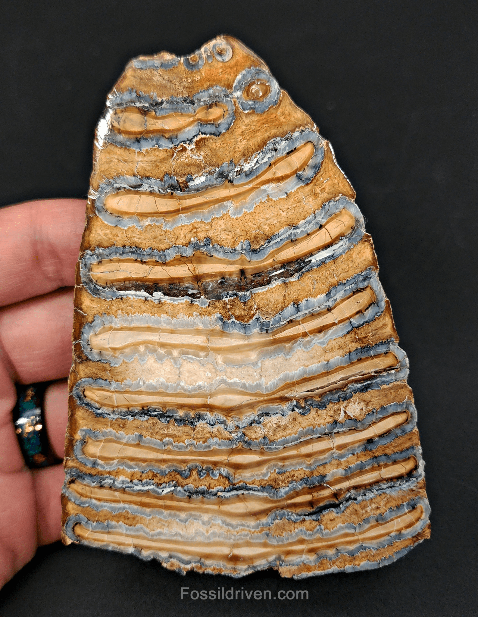 Authentic, 4.41" Polished Mammoth Tooth Slice - Siberia - Fossil Driven