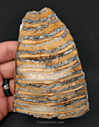 Authentic, 4.41" Polished Mammoth Tooth Slice - Siberia - Fossil Driven