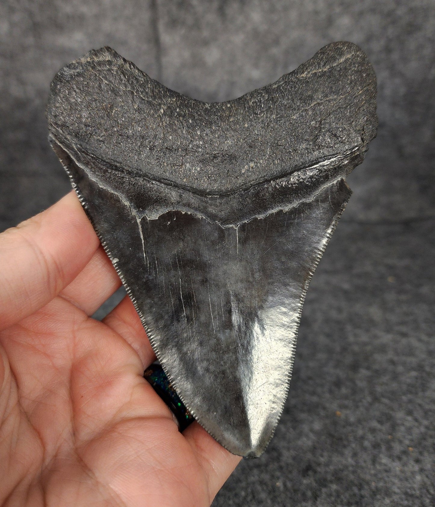 Authentic, 4.42" Fossil Megalodon Tooth - South Carolina - Fossil Driven