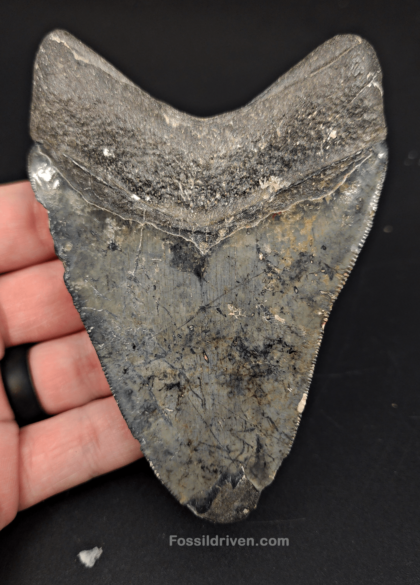 Authentic, 4.42" Fossil Megalodon Tooth - Venice, Florida - Fossil Driven