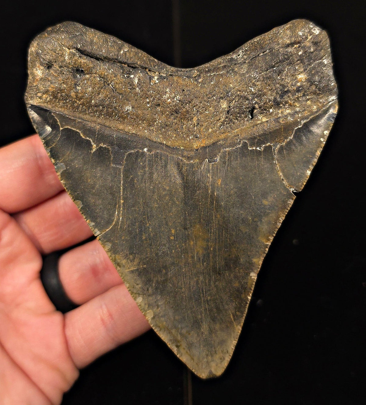 Authentic, 4.43" Fossil Megalodon Tooth - Meg Ledge, North Carolina - Fossil Driven