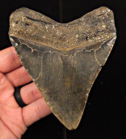 Authentic, 4.43" Fossil Megalodon Tooth - Meg Ledge, North Carolina - Fossil Driven