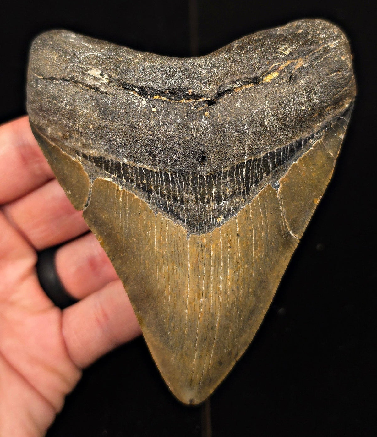 Authentic, 4.43" Fossil Megalodon Tooth - Meg Ledge, North Carolina - Fossil Driven