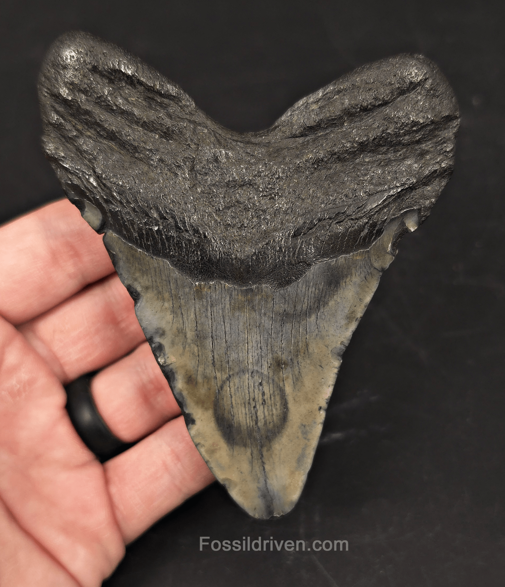 Authentic, 4.44" Fossil Megalodon Tooth - Meg Ledge, North Carolina - Fossil Driven