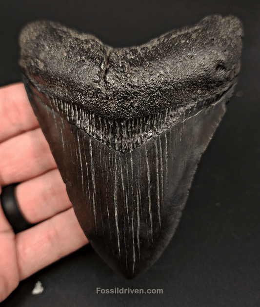 Authentic, 4.44" Fossil Megalodon Tooth - South Carolina - Fossil Driven
