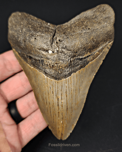 Authentic, 4.46" Fossil Megalodon Tooth - Meg Ledge - Fossil Driven