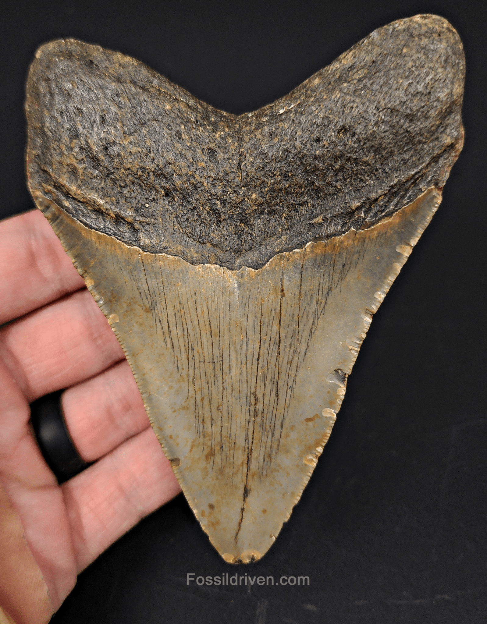 Authentic, 4.46" Fossil Megalodon Tooth - Meg Ledge - Fossil Driven