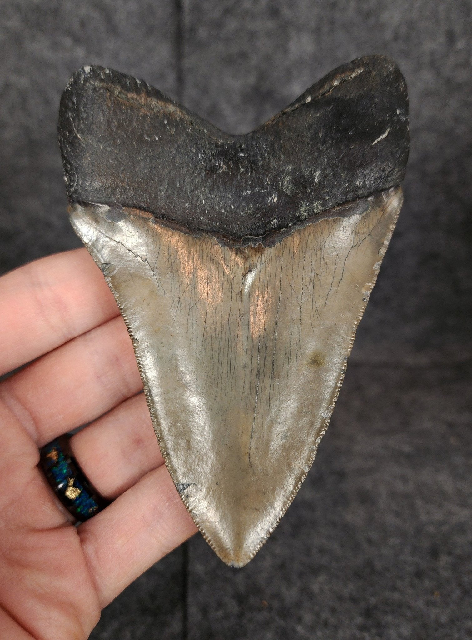 Authentic, 4.50" Fossil Megalodon Tooth - Meg Ledge - Fossil Driven