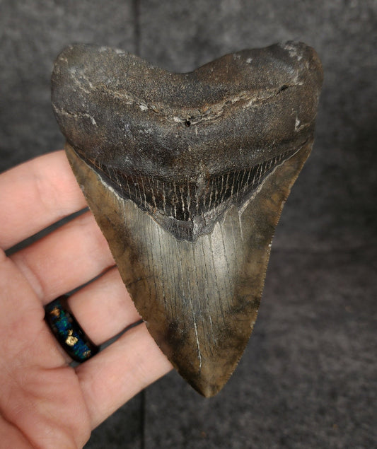 Authentic, 4.50" Fossil Megalodon Tooth - Meg Ledge - Fossil Driven