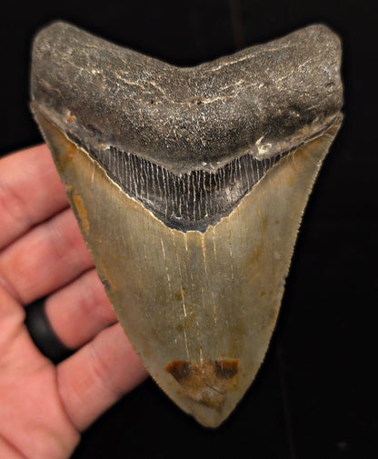 Authentic, 4.53" Fossil Megalodon Tooth - Meg Ledge, North Carolina - Fossil Driven