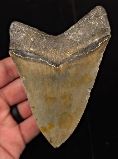 Authentic, 4.53" Fossil Megalodon Tooth - Meg Ledge, North Carolina - Fossil Driven