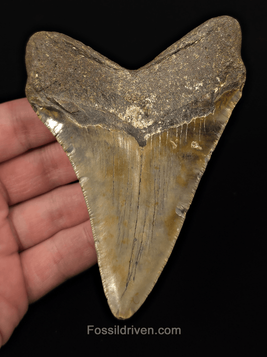 Authentic, 4.54" Fossil Megalodon Tooth - Meg Ledge, North Carolina - Fossil Driven