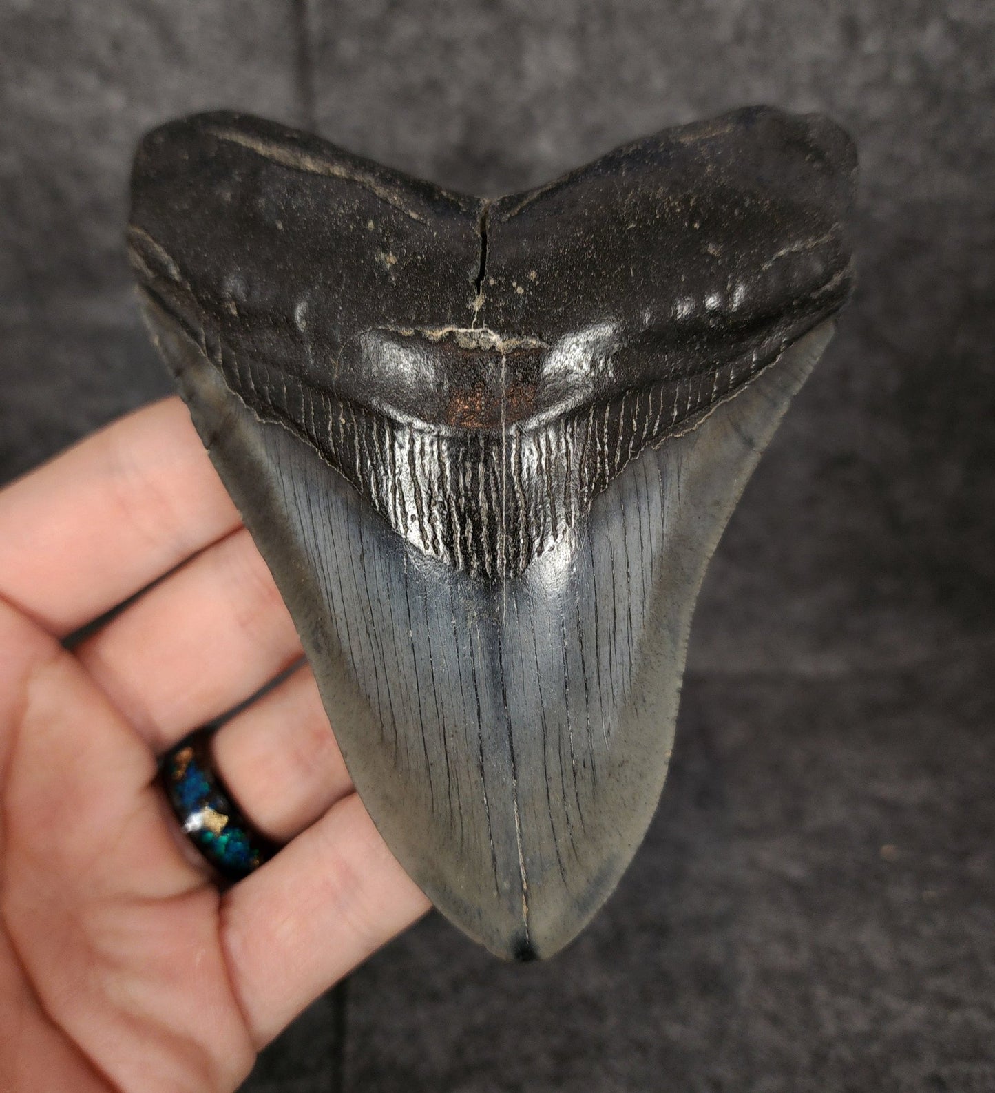Authentic, 4.56" Fossil Megalodon Tooth - South Carolina - Fossil Driven