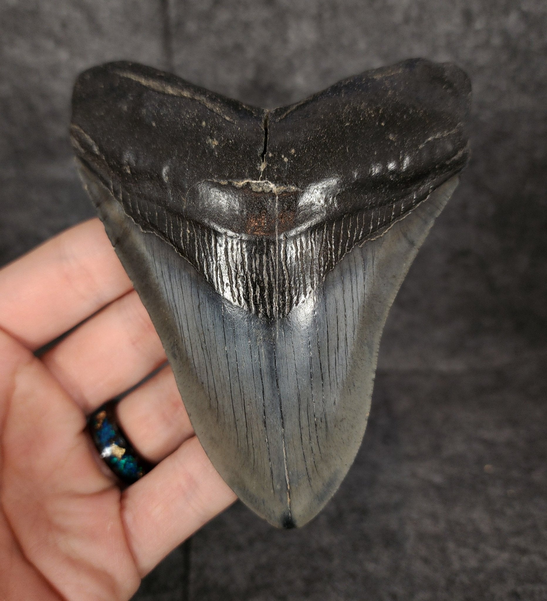 Authentic, 4.56" Fossil Megalodon Tooth - South Carolina - Fossil Driven