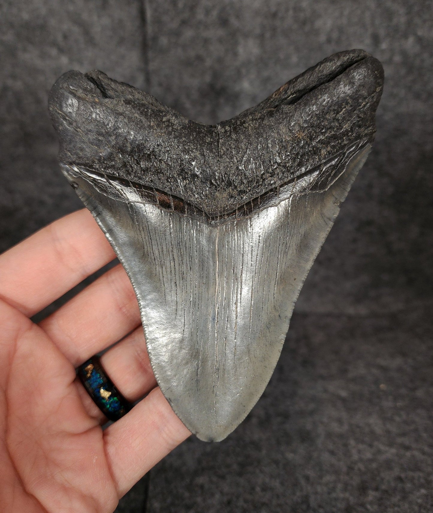 Authentic, 4.56" Fossil Megalodon Tooth - South Carolina - Fossil Driven