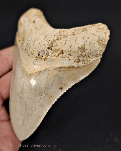 Authentic, 4.58" Fossil Megalodon Tooth - Indonesia - Fossil Driven