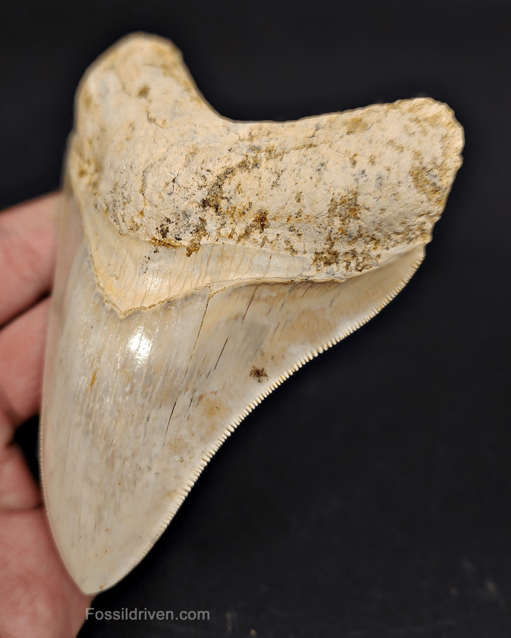 Authentic, 4.58" Fossil Megalodon Tooth - Indonesia - Fossil Driven