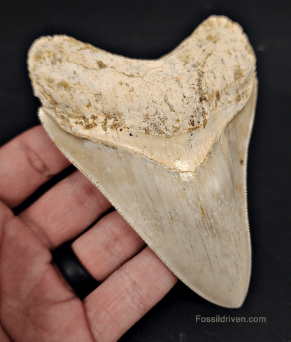 Authentic, 4.58" Fossil Megalodon Tooth - Indonesia - Fossil Driven