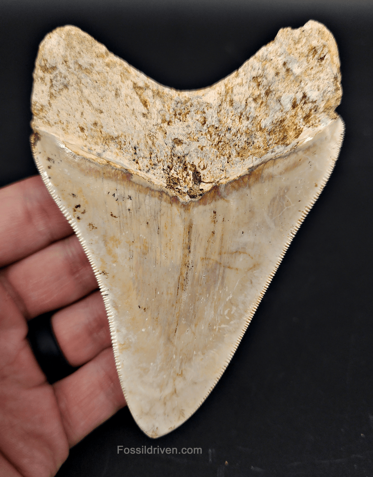 Authentic, 4.58" Fossil Megalodon Tooth - Indonesia - Fossil Driven