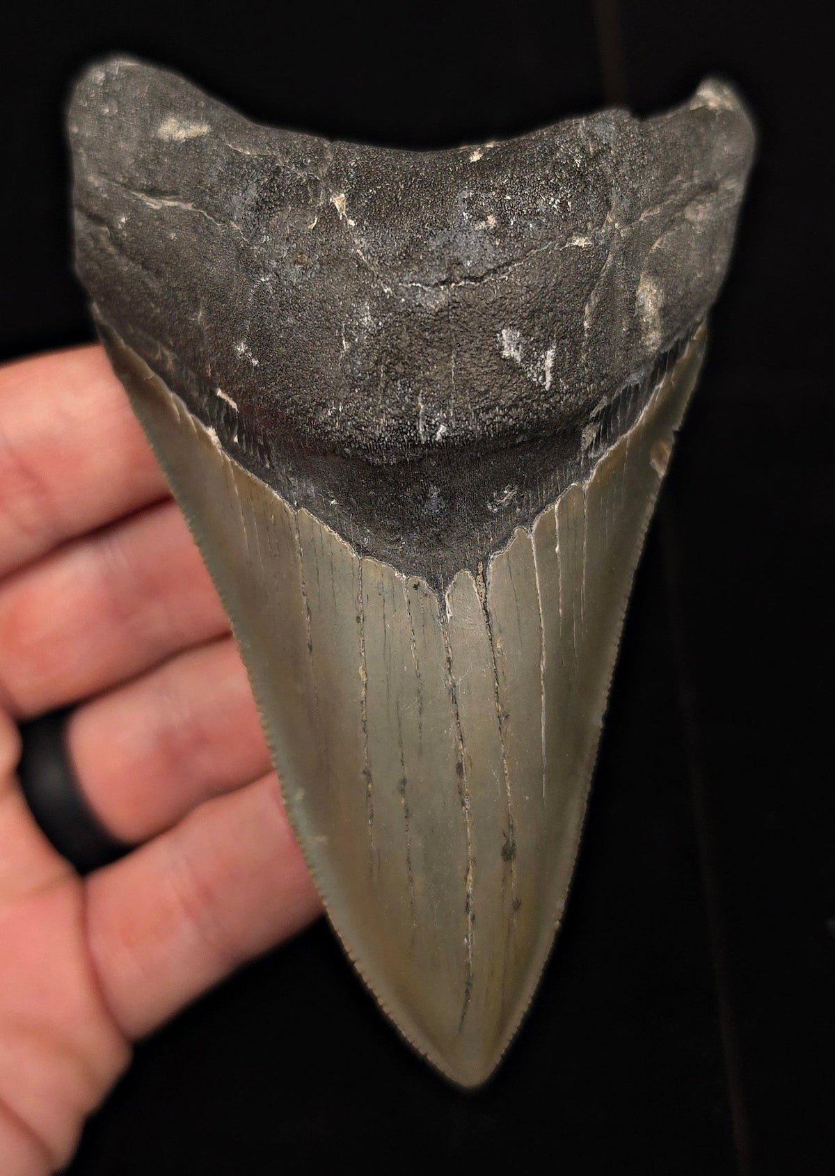 Authentic, 4.59" Fossil Megalodon Tooth - Meg Ledge, North Carolina - Fossil Driven