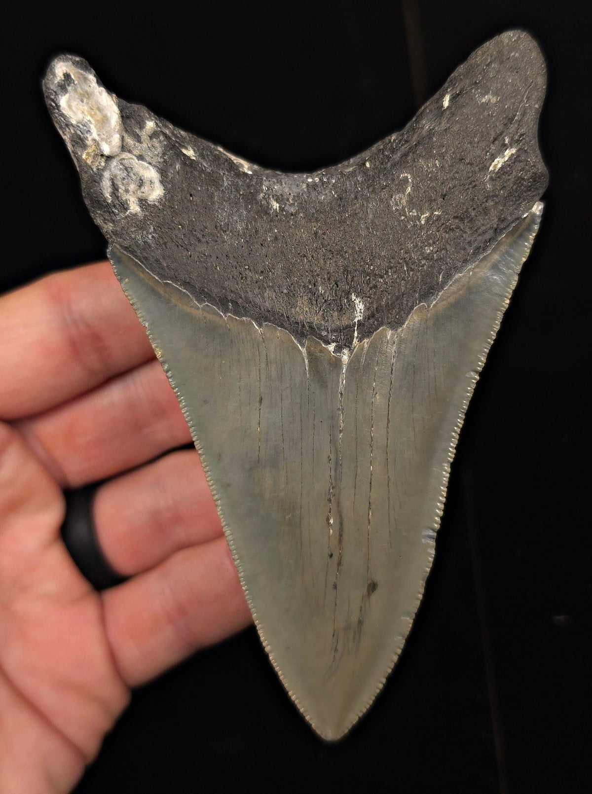 Authentic, 4.59" Fossil Megalodon Tooth - Meg Ledge, North Carolina - Fossil Driven