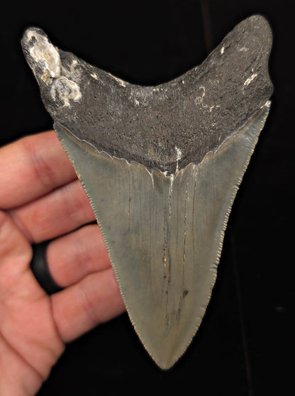 Authentic, 4.59" Fossil Megalodon Tooth - Meg Ledge, North Carolina - Fossil Driven