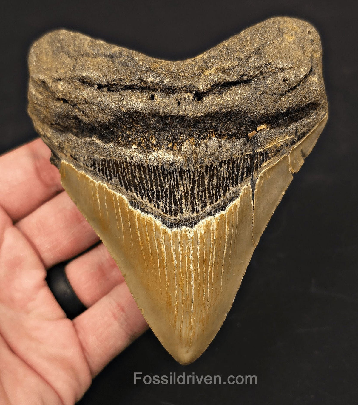 Authentic, 4.59" Fossil Megalodon Tooth - Meg Ledge, North Carolina - Fossil Driven