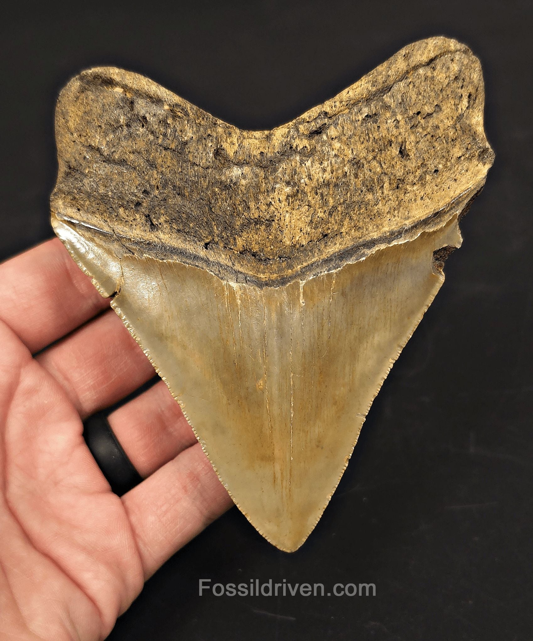 Authentic, 4.59" Fossil Megalodon Tooth - Meg Ledge, North Carolina - Fossil Driven