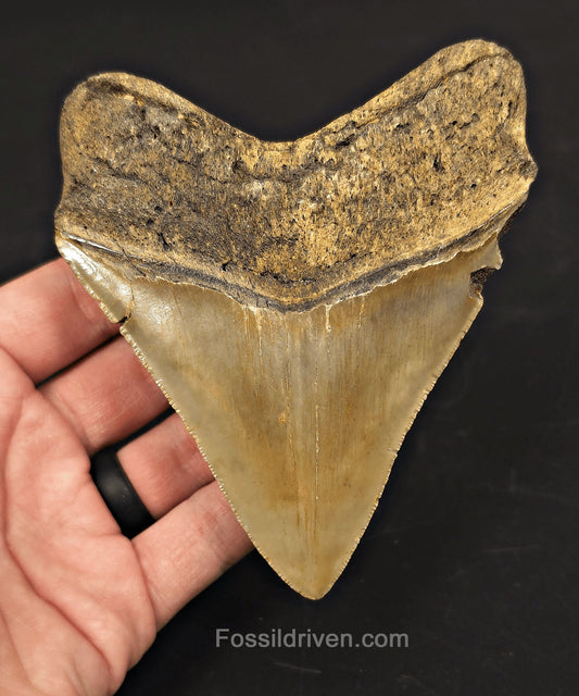 Authentic, 4.59" Fossil Megalodon Tooth - Meg Ledge, North Carolina - Fossil Driven