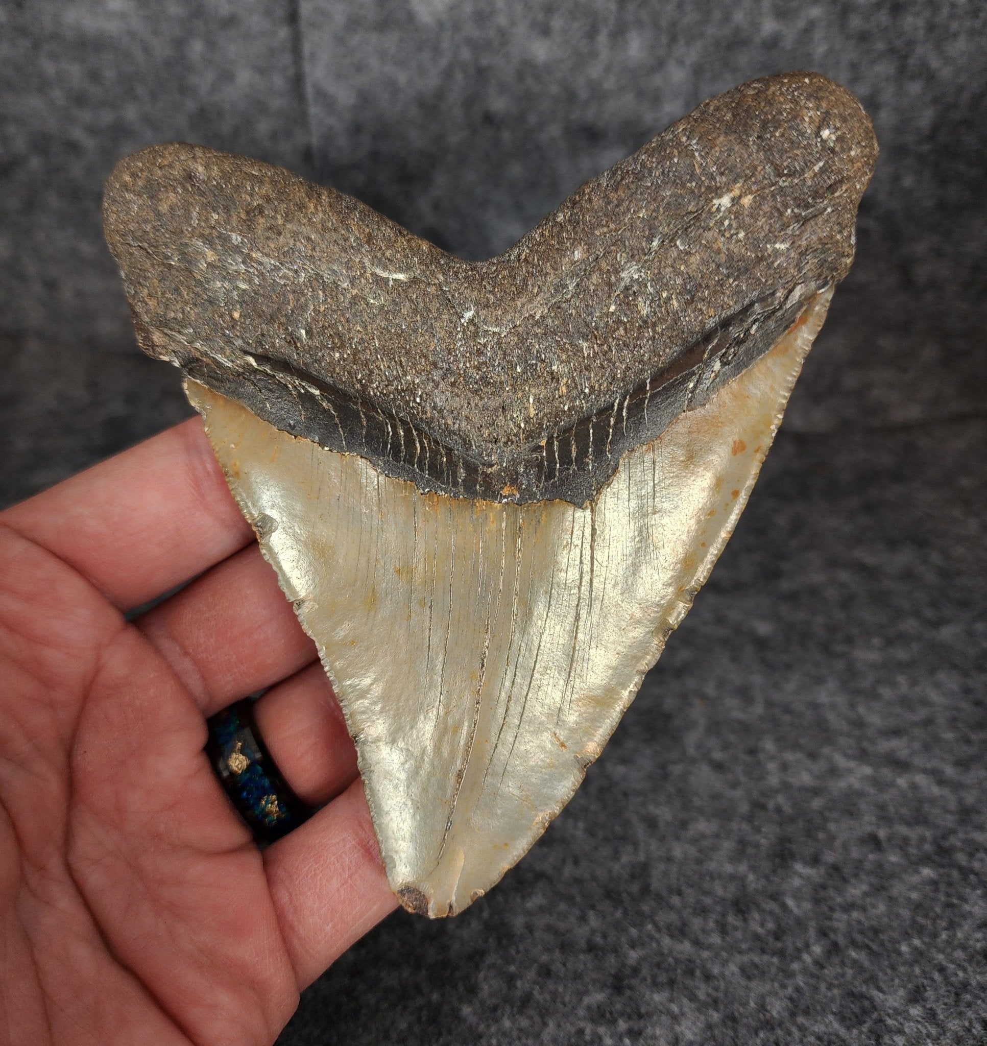 Authentic, 4.60" Fossil Megalodon Tooth - Meg Ledge - Fossil Driven