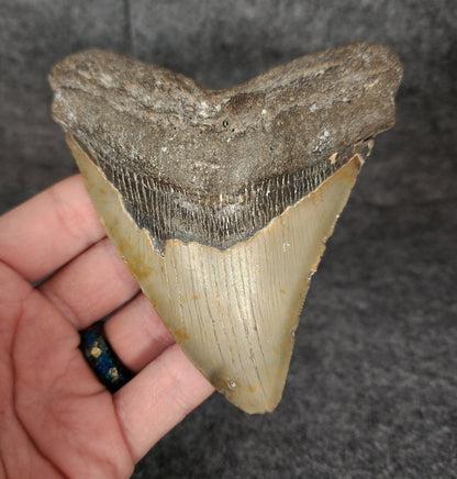 Authentic, 4.60" Fossil Megalodon Tooth - Meg Ledge - Fossil Driven