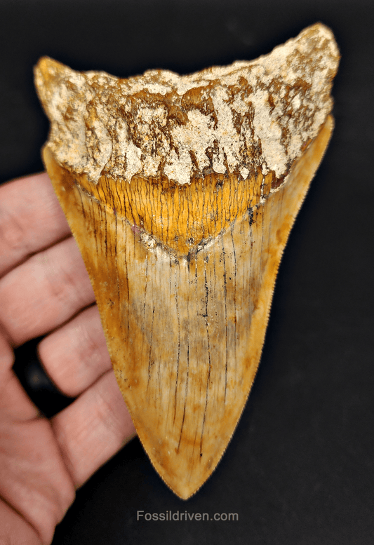 Authentic, 4.61" Fossil Megalodon Tooth - Indonesia - Fossil Driven