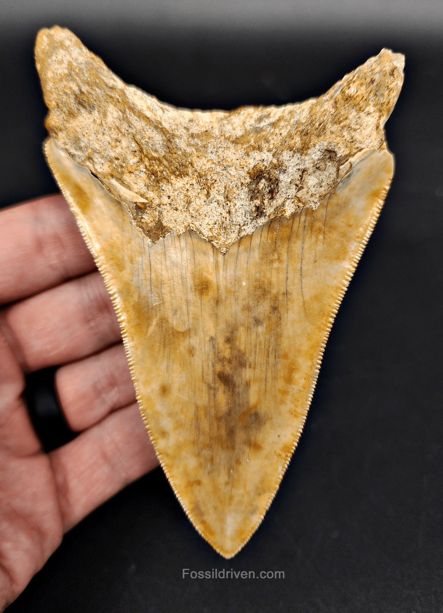 Authentic, 4.61" Fossil Megalodon Tooth - Indonesia - Fossil Driven