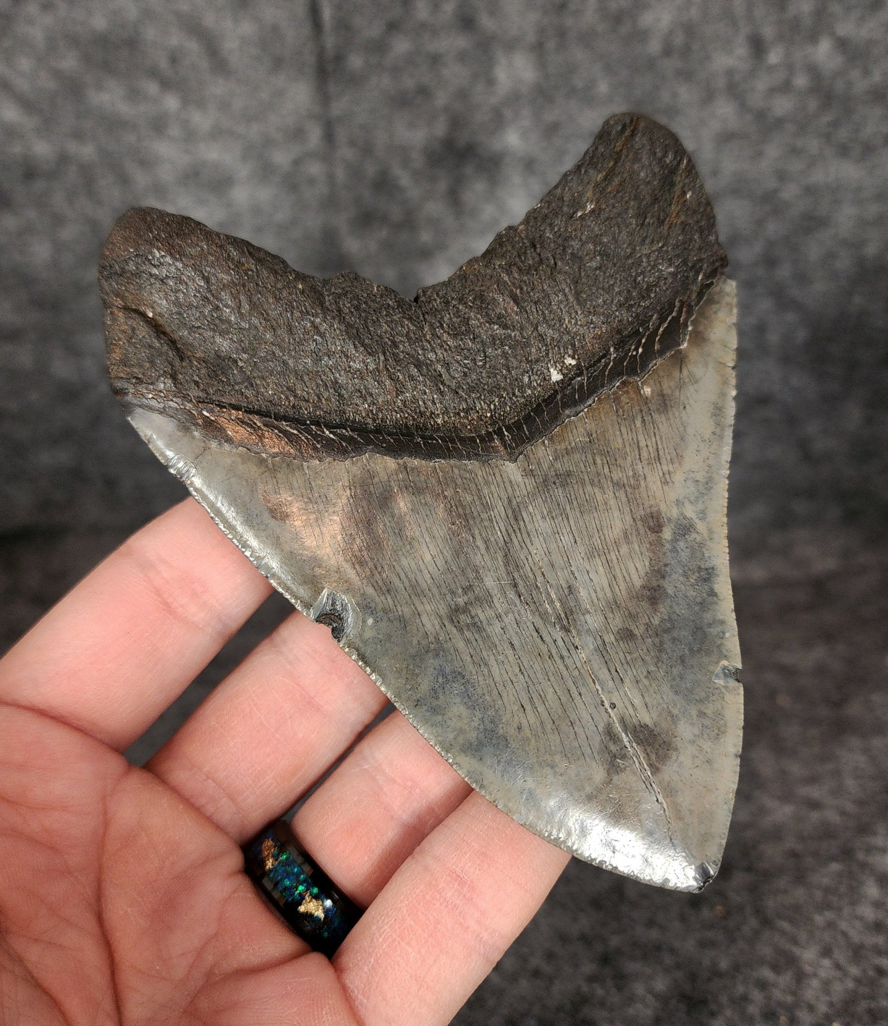 Authentic, 4.62" Fossil Megalodon Tooth - South Carolina - Fossil Driven
