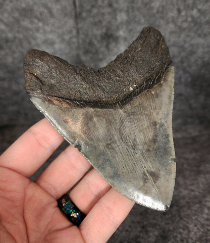 Authentic, 4.62" Fossil Megalodon Tooth - South Carolina - Fossil Driven