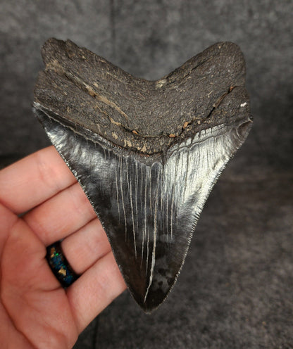 Authentic, 4.62" Fossil Megalodon Tooth - South Carolina - Fossil Driven