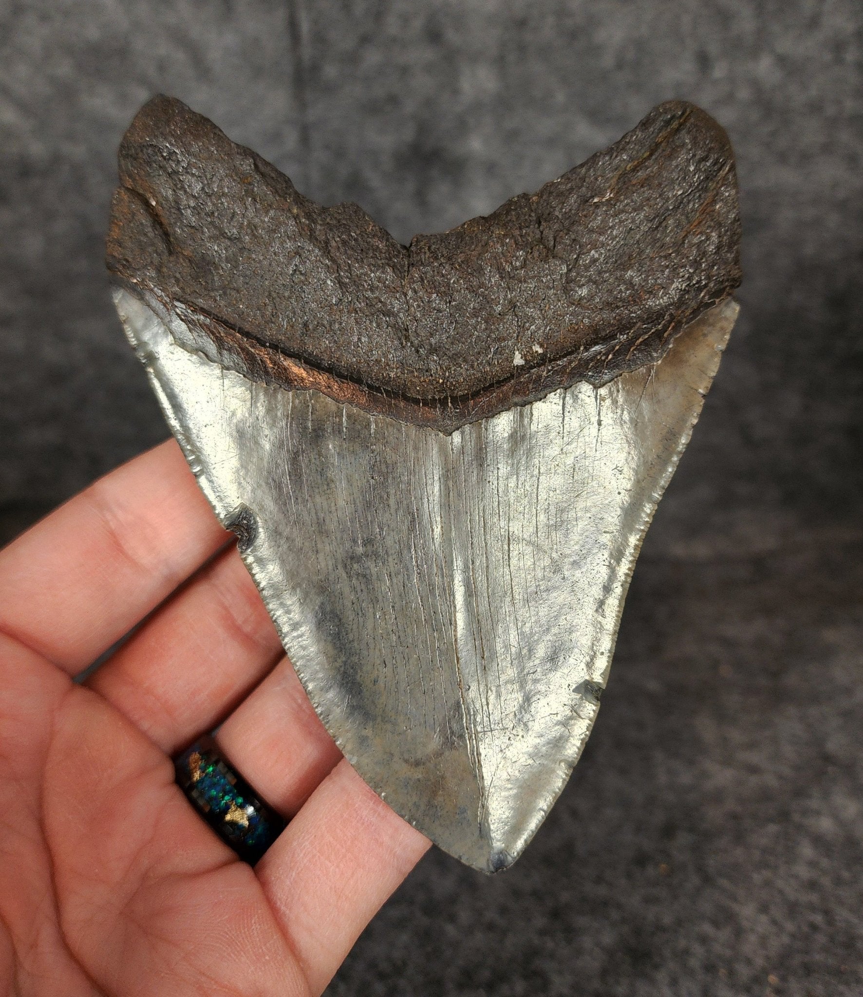 Authentic, 4.62" Fossil Megalodon Tooth - South Carolina - Fossil Driven