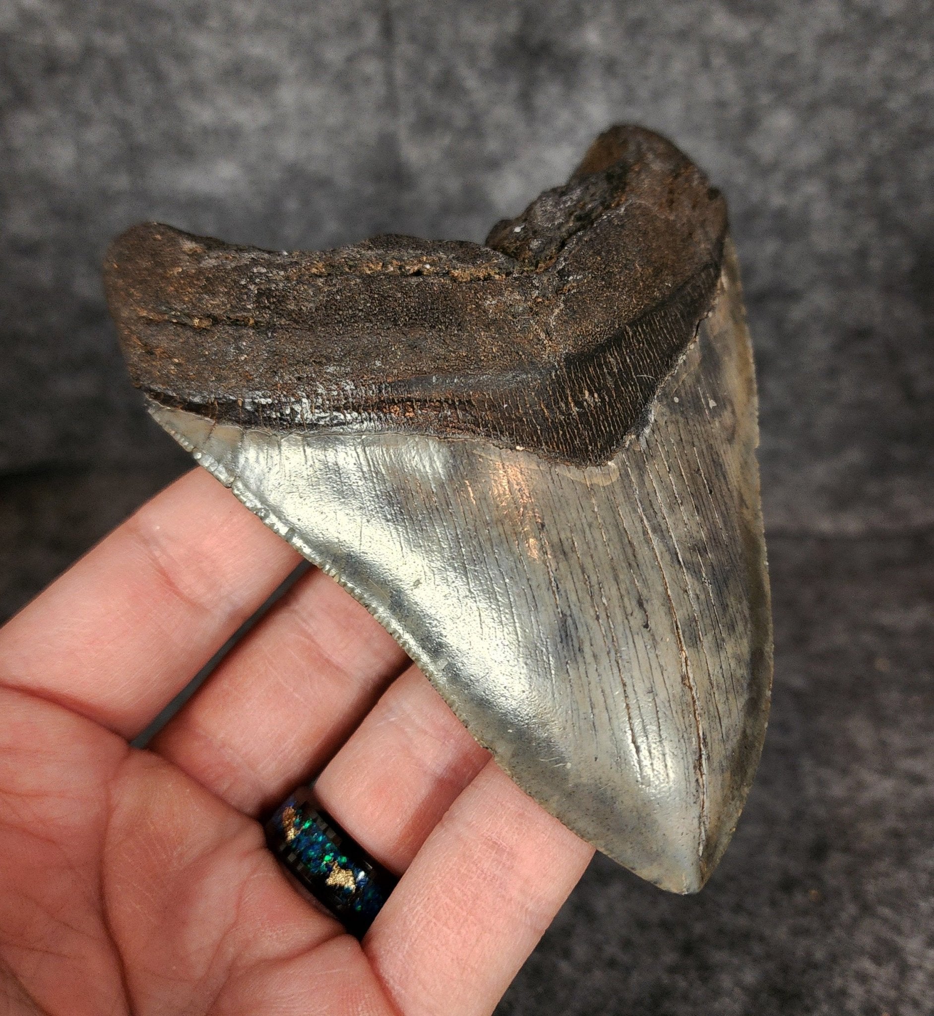 Authentic, 4.62" Fossil Megalodon Tooth - South Carolina - Fossil Driven