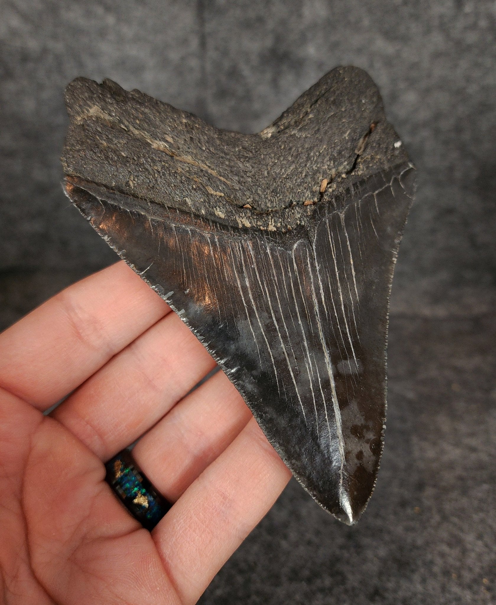 Authentic, 4.62" Fossil Megalodon Tooth - South Carolina - Fossil Driven