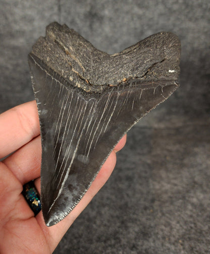 Authentic, 4.62" Fossil Megalodon Tooth - South Carolina - Fossil Driven