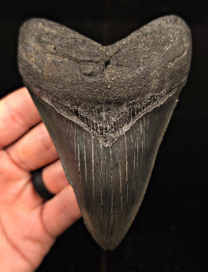 Authentic 4.63" Fossil Megalodon Tooth - Charleston, South Carolina - Fossil Driven