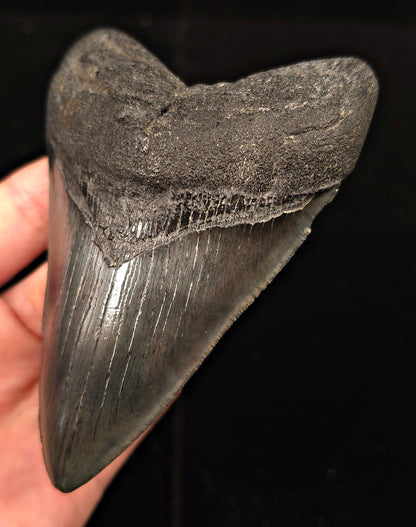 Authentic 4.63" Fossil Megalodon Tooth - Charleston, South Carolina - Fossil Driven