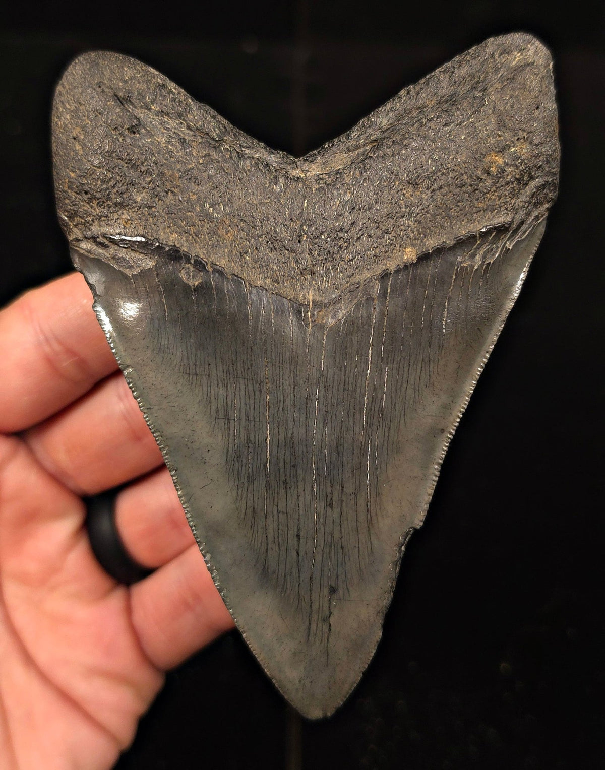 Authentic 4.63" Fossil Megalodon Tooth - Charleston, South Carolina - Fossil Driven